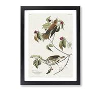 Wood Thrush Birds By John James Audubon Vintage Framed Wall Art Print, Ready to Hang Picture for Living Room Bedroom Home Office Décor, Black A2 (64 x 46 cm)