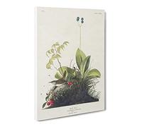 Wood Wren By John James Audubon Canvas Print | Gallery Wrapped 30mm Frame Wall Art | 24x16 inches | Ready to Hang | Retro Landscape Picture | Living Room Bedroom Lounge Office