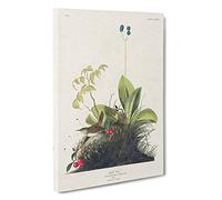 Wood Wren by John James Audubon Canvas Print | Gallery Wrapped 30mm Frame Wall Art | 30x20 inches | Ready to Hang | Modern Landscape Picture | Living Room Bedroom Lounge Office