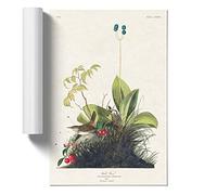 Wood Wren by John James Audubon Design | Unframed Wall Art Print | Ready to Frame Poster | Modern Home Decor Picture | Artwork for Living Room, Bedroom, Kitchen or Office | A4 (21x29.7 cm)