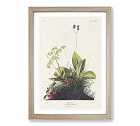 Wood Wren by John James Audubon Framed Print | A2 Oak Framed Wall Art | Ready to Hang | Modern Nature Picture | Living Room Bedroom Lounge Office