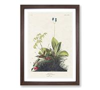 Wood Wren by John James Audubon Framed Print | A2 Walnut Framed Wall Art | Ready to Hang | Modern Nature Picture | Living Room Bedroom Lounge Office