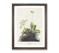 Wood Wren By John James Audubon Vintage Framed Print | A4 Walnut Framed Wall Art | Ready to Hang | Classic Nature Picture | Living Room Bedroom Lounge Office