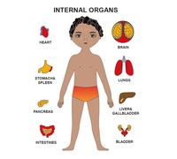 Wooden Human Body Puzzle For Kids Educational Human Anatomy Body Puzzles To Learn Organs Muscles And