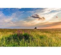 wooden jigsaw 1000 piece,Natural beauty,Sunset,Flowers,United Kingdom,West Sussex,Heather 38x26CM