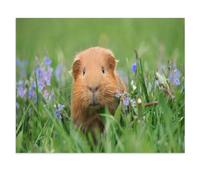 wooden Jigsaw Puzzle 1000 Pieces，Cute Guinea Pig Posing on Grass，Adult Children Toys Decompression Game（75x50cm）-X60