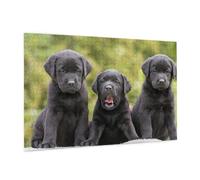 Wooden Puzzle 1000 Piece 75x50 CM, Labrador Retriever Dog Printed Cute Puzzle Game in Plastic Box for Family Entertainment and Brain Training Gifts