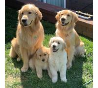 Wooden Puzzle 1000 Pieces Golden Retriever Dog in The Meadow Jigsaw Puzzles for Adults Jigsaw Puzzles Challenging Game Home Decor Birthday Party Gift Toy for Adults