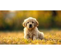 Wooden Puzzle 1000 Pieces Golden Retriever Puppy on The Grass in The Park Jigsaw Puzzles Challenging Game Home Decor Birthday Party Gift Toy for Adults