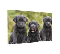 Wooden Puzzle 300 Piece 38x26 CM, Labrador Retriever Dog Printed Cute Puzzle Game in Plastic Box for Family Entertainment and Brain Training Gifts