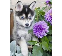 Wooden Puzzle 500 Pieces Husky Puppy And Flowers, The Dog In The Garden Wooden Puzzle Hard Difficult Challenging Puzzles For Adults And Families, Intellectual Educational Toys