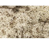 Woodland Scenics L166 Natural Lichen
