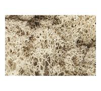 Natural Lichen for model sceneries - Woodland scenics WL166