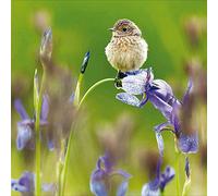 Woodmansterne Birthday/Blank Photographic RSPB Card - Bird perched on flower