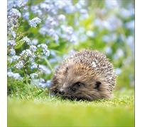 Woodmansterne Birthday or All-Occasion Card - RSPB Wildlife - Hedgehog in Floral Meadow - Blank Inside - For Men or Women - Nature Greeting Card