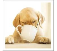 Woodmansterne Blank Photographic Greetings Card - Eco-friendly - From The Loose Leashes Range - Suitable For Birthdays And Other Occasions - For Him/For Her (Joe - The Coffeeholic)