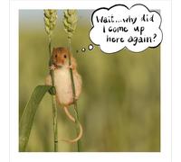 Woodmansterne Funny Birthday Card - RSPB Cute Mouse Design - For Him or Her - Amusing All Occasion Greeting Card - Blank Inside