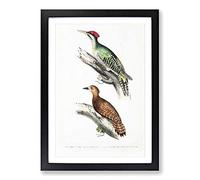 Woodpecker Illustrations by John Edward Gray Framed Print | A2 Black Framed Wall Art | Ready to Hang | Modern Animal Picture | Living Room Bedroom Lounge Office