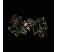 Woodsman Woodsman (Vinyl) 12" Album