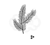 Woodware Jane Gill Clear Magic-Mini Pine Branch-Stamp, A7, JGM014