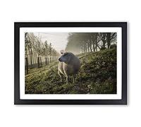 Woolly Sheep Landscape Framed Print | A2 Black Framed Wall Art | Ready to Hang | Modern Animal Picture | Living Room Bedroom Lounge Office