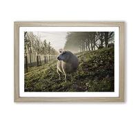 Woolly Sheep Landscape Framed Print | A2 Oak Framed Wall Art | Ready to Hang | Modern Animal Picture | Living Room Bedroom Lounge Office