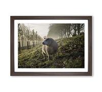Woolly Sheep Landscape Framed Print | A2 Walnut Framed Wall Art | Ready to Hang | Modern Animal Picture | Living Room Bedroom Lounge Office