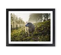 Woolly Sheep Landscape Modern Framed Print | A4 Black Framed Wall Art | Ready to Hang | Modern Animal Picture | Living Room Bedroom Lounge Office