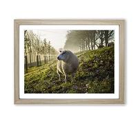 Woolly Sheep Landscape Modern Framed Print | A4 Oak Framed Wall Art | Ready to Hang | Modern Animal Picture | Living Room Bedroom Lounge Office
