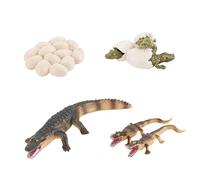 WOONEKY 1 Set Life Cycle Model Educational with Eggs Realistic Simulation Growth Stages for Learning and Play Animals for
