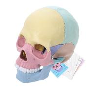 WOONEKY Detachable 4D Human Skull Model for Anatomy Teaching Mini Anatomical Skull Model Removable Bones for Boys and Girls and Students for Educational Use