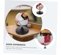WOONEKY Enlarged Eyeball Anatomy Model Human Eye Structure Teaching Tool for Science Education Secondary School Medical Students Plastic Eye Anatomy Model