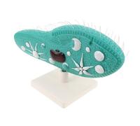 WOONEKY Paramecium Structure Model with Stand for Biology Education Detailed Cilia Design Displaying Microscopic Features Stable Observation Base User-friendly Setup for Science Labs and