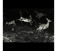 Wordcolour - The trees were buzzing, and the grass.