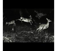 Wordcolour - The trees were buzzing, and the grass. [VINYL]