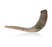 World Of Judaica Natural Ram Horn Shofar with Curved Top and Ridges