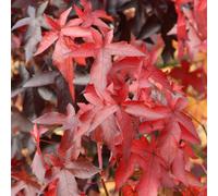 Worplesdon Sweet Gum Tree Outdoor Liquidambar Styraciflua 9L Pot 1.2m - 1.5m Plant Theory Green One Size