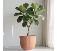 Worth Garden Round Large Planter Pot 1-Pack, 17.5" Dia x 15.5" H - Durable Plastic Terracotta Plant Tree Pots with Vertical Stripe Textured Finish, Drainage Hole for Indoor Outdoor Front Porch Patio