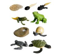 WORUIB Toy Frogs, 2 Sets of Animal Life Cycle Models, Educational Biology Learning Tools, Detailed Frog Development Stages, Durable Material for Classroom and Home Use