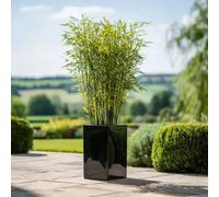 Woven Wood 50Cm Zinc Galvanised Polished Black Tall Square Planter