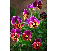 WOWDECOR 5D Diamond Painting Kits, Horned Pansy Flowers Full Drill DIY Diamond Art Cross Stitch Paint by Numbers