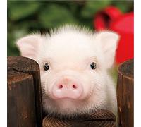 WOWDECOR 5D Diamond Painting Kits, White Small Pig Animals Full Drill DIY Diamond Art Cross Stitch Paint by Numbers