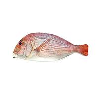 Wrapables Novelty Fish Style Pencil Case, Red