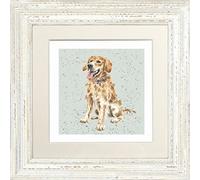 Wrendale Designs - 'Alfie' - Golden Retriever - Framed Card 23cm x 23cm
