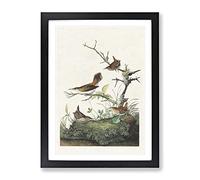 Wrens By John James Audubon Vintage Framed Print | A4 Black Framed Wall Art | Ready to Hang | Classic Nature Picture | Living Room Bedroom Lounge Office
