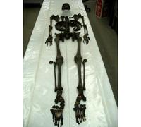 Written In Bone [DVD] [Region 1] [US Import] [NTSC]