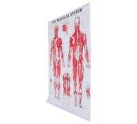 WRITWAA Body Skeleton Poster Practical Muscular System Chart Cloth Material Teaching Poster Educational Wall Hanging Decoration for Laboratory and Classroom Use