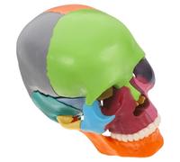 WRITWAA Detachable Anatomical Human Skull Model Made of Plastic for Laboratories and Research, Facilitating Learning with Colourful Skull Decoration for Professional Science Education