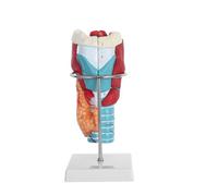 WRITWAA Enlarged 2X Human Throat Anatomy Model with Stand for Medical Education, Realistic Laryngeal Anatomy Model for Throat Study and Teaching