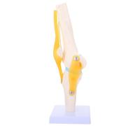 WRITWAA Human Knee Joint Model PVC Life Size 1:1 White Anatomical Model with Patella for Teaching Aids and Laboratory Supplies